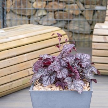 Heuchera - hybride - Java - COV