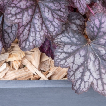 Heuchera - hybride - Java - COV