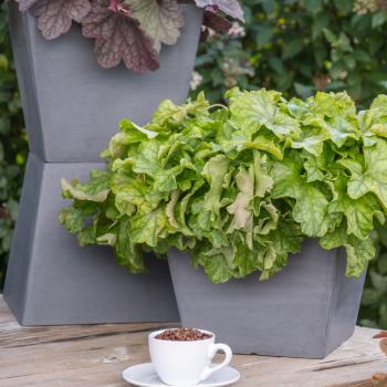 Heuchera - hybride - Lime Americano - JMB 14/12