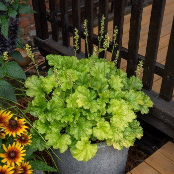 Heuchera - hybride - Lime Americano - JMB 14/12