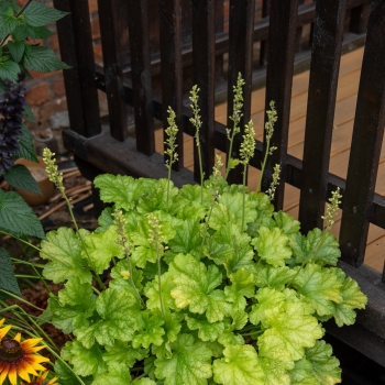 Heuchera - hybride - Lime Americano - JMB 14/12