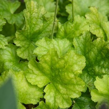 Heuchera - hybride - Lime Americano - JMB 14/12