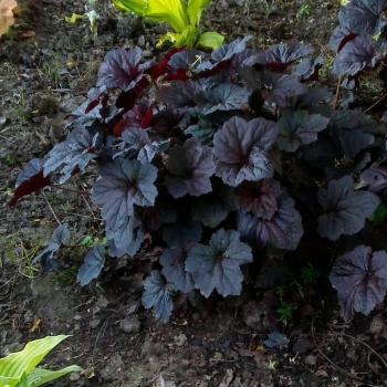 Heuchera - hybride - Riau - COV