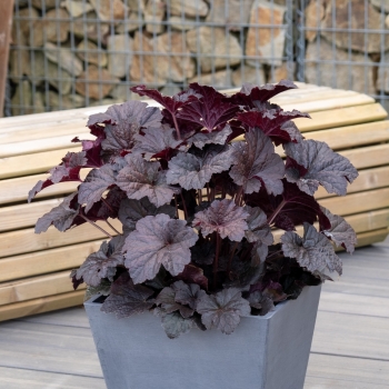 Heuchera - hybride - Riau - COV