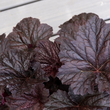 Heuchera - hybride - Riau - COV
