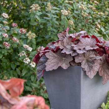 Heuchera - hybride - Shakerato - JMB 15/24