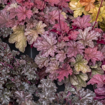 Heuchera - hybride - Shakerato - JMB 15/24