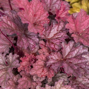 Heuchera - hybride - Shakerato - JMB 15/24