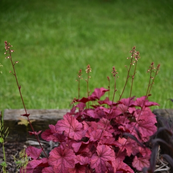 Heuchera - hybride - Shakerato - JMB 15/24