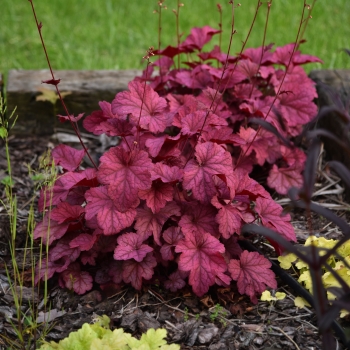 Heuchera - hybride - Shakerato - JMB 15/24