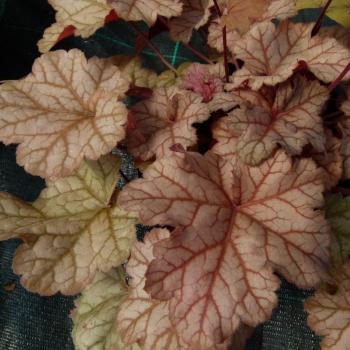 Heuchera - hybride - Sumatra - COV