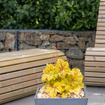 Heuchera - hybride - Sumatra - COV