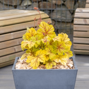 Heuchera - hybride - Sumatra - COV