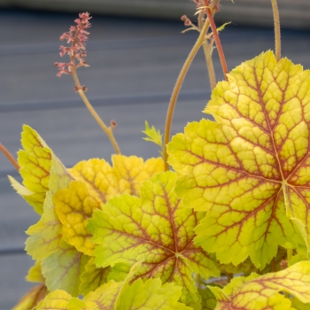 Heuchera - hybride - Sumatra - COV
