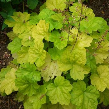 Heuchera  - hybride - Romano - JMB 14/14