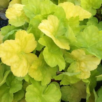 Heuchera  - hybride - Romano - JMB 14/14