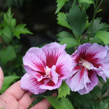 Hibiscus - syriacus - Purple - Gandini Santiago 