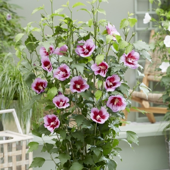 Hibiscus - syriacus - Purple - Gandini Santiago 