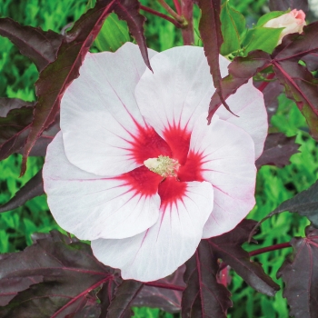 Hibiscus - moscheutos - Jolly Heart - Tahi56
