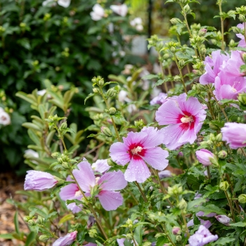 Hibiscus - syriacus - Pink - Samilhong
