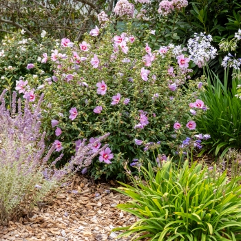 Hibiscus - syriacus - Pink - Samilhong