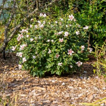 Hibiscus - syriacus - White - Woojeon