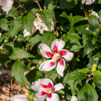 Hibiscus - syriacus - White - Woojeon