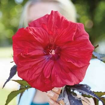 Hibiscus - moscheutos - Red Wine  - Tahi61