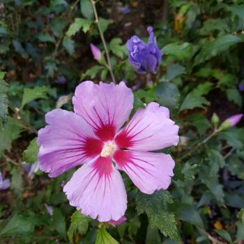 Hibiscus - syriacus - Pink - Samilhong