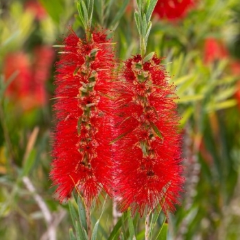 Callistemon - hybride - Outback Little Cook - COV