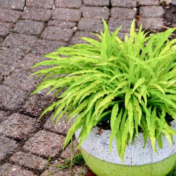 Hosta - hybride - Party Streamers - 