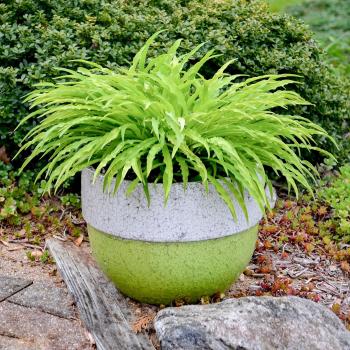 Hosta - hybride - Party Streamers - 