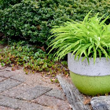 Hosta - hybride - Party Streamers - 