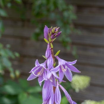 Hosta - hybride - Party Streamers - COV