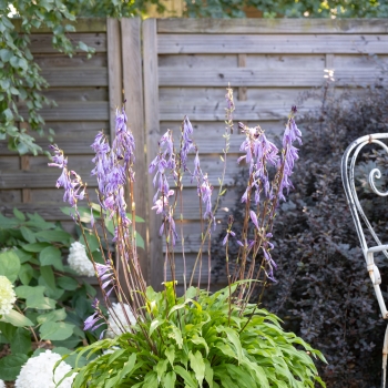 Hosta - hybride - Party Streamers - COV