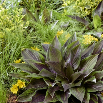 Hosta - hybride - Red Ninja - NK2021