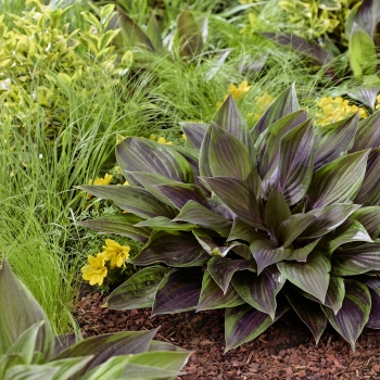 Hosta - hybride - Red Ninja - NK2021
