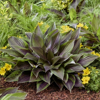 Hosta - hybride - Red Ninja - NK2021