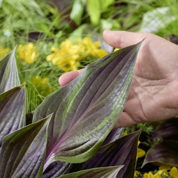 Hosta - hybride - Red Ninja - NK2021