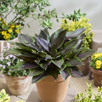 Hosta - hybride - Red Ninja - NK2021