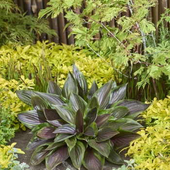 Hosta - hybride - Red Ninja - NK2021