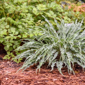 Hosta - hybride - Silly String - 