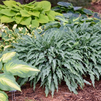 Hosta - hybride - Silly String - 