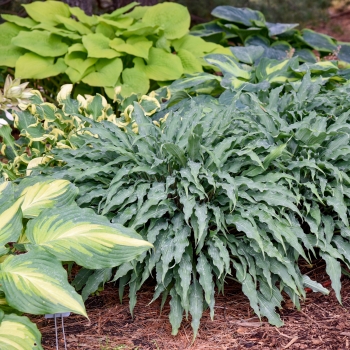 Hosta - hybride - Silly String - 