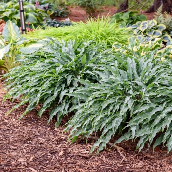 Hosta - hybride - Silly String - 