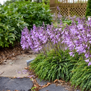 Hosta - hybride - Silly String - 