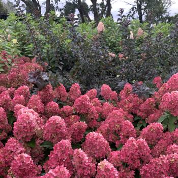 Hydrangea - paniculata - Bonfire - GRHP12