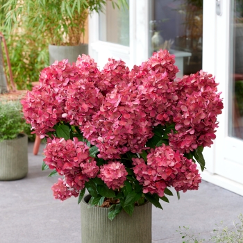 Hydrangea - paniculata - Bonfire - GRHP12