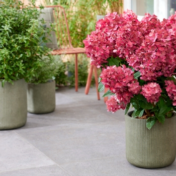Hydrangea - paniculata - Bonfire - GRHP12