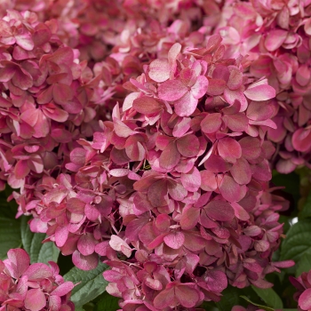 Hydrangea - paniculata - Bonfire - GRHP12